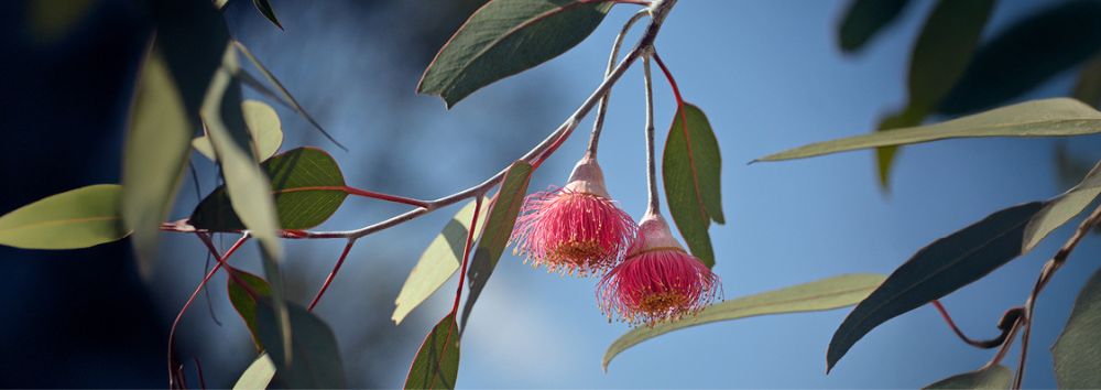 Flowers in the spring
