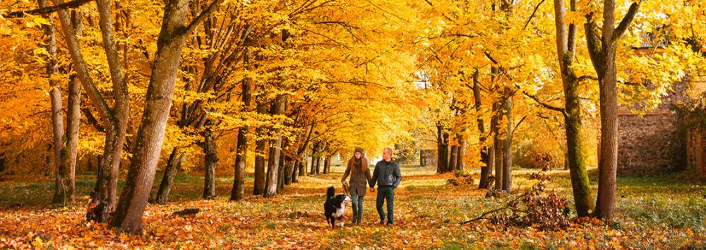Autumn 2026 newsletter